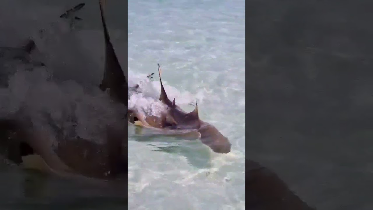 WOW😱 Shock content 😱 18 shark's 🦈 