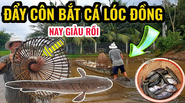 Kéo Côn Bắt Cá Lóc Đồng Mùa Nước Nổi Ở Miền Tây | Anh Liêm Vlog