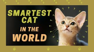 Meet 'The Most Intelligent Cat in the World!'