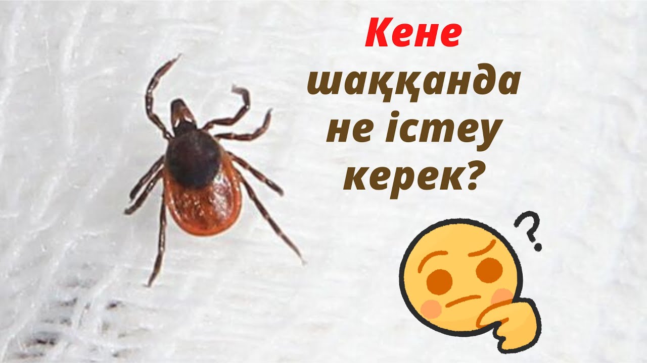 Кене ша??анда не істеу керек? Что делать с клещами?/Кене ша??анда ...