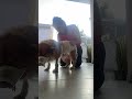 Fazendo fisioterapia na Céu! #animais ##cachorro #amorpelosanimais