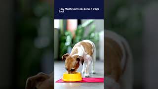 Can Dogs Eat Cantaloupe Can My Dog Have Cantaloupe