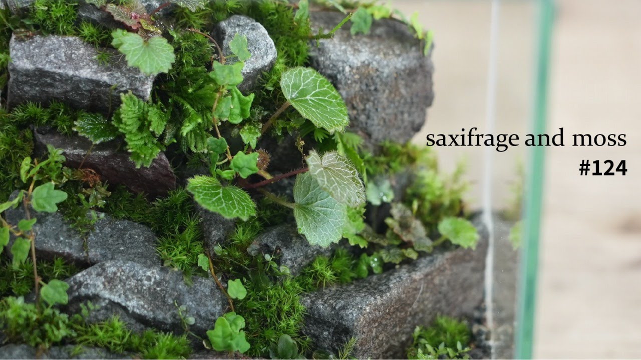 Stone wall with saxifrage and moss #124 - YouTube