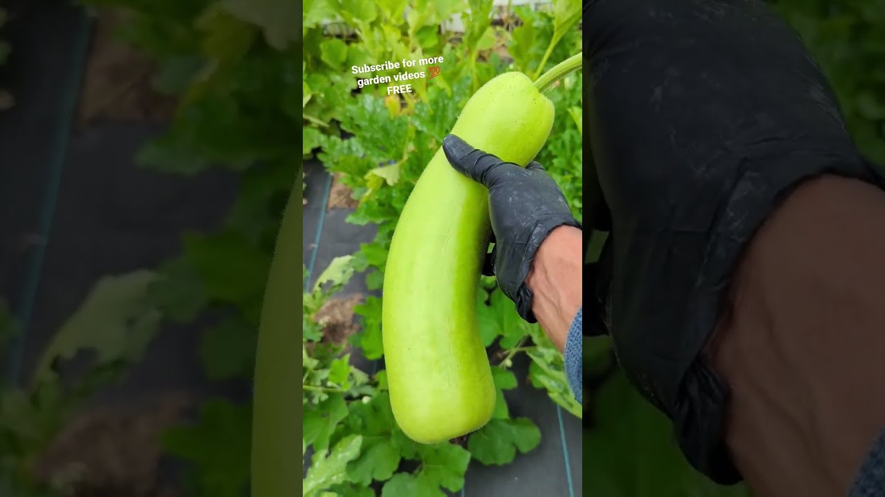 Bottle gourd " Quick harvest" gourd YouTube