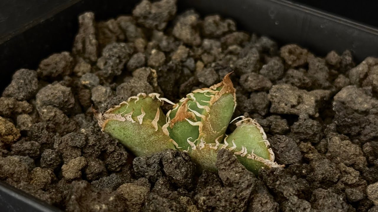 ◇おひとり様一点限り◇アガベ・チタノタ 麻花（芽）-012｜agave