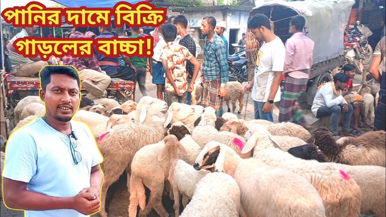 এমন দাম শুনে সবাই হতবাক! পানির দামে বিক্রি হচ্ছে গাড়লের বাচ্চা ও মেড়া! 