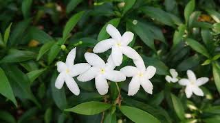 টগর গাছে ফুল ফুটলে অনেক সুন্দর দেখা যায় 