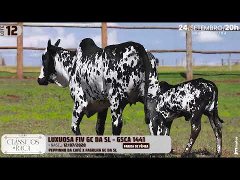 LOTE 12   GSCA 1441