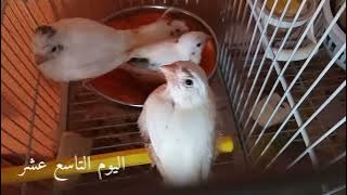 مراحل نمو فراخ الكناري من الفقس إلى الفطام 2022