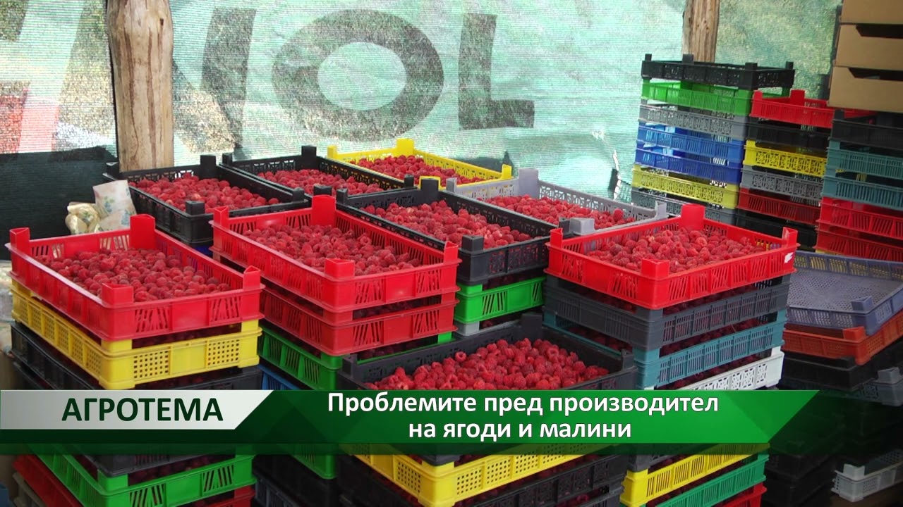 Агротема: Проблемите пред производител на ягоди и малини, автор: Георги Куситасев