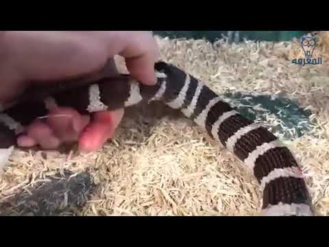 مشاهد مؤلمة لانتحار الحيوانات تعرب على السبب 