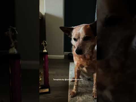 Dress Up Photo Shoot With Subi And Gingi