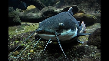 Làm Giàu Từ Mô Hình Nuôi Cá Trê Lai Kiểu Trung Quốc | Bí Quyết Kiếm Tiền Khủng