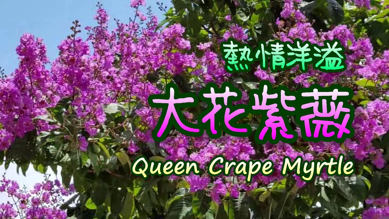 輕輕鬆鬆 賞花遊蹤 細葉紫薇百日紅 南蓮園池 2 Common Crepe Myrtle Nam Lian Garden 2 Youtube 輕輕鬆鬆 賞花遊蹤 細葉紫薇百日紅 南蓮園池 2 Common Crepe Myrtle Nam Lian Garden 2 Youtube
