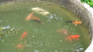 Goldfish, Aquarium fish, Japanese Koi Fish, Goldfish Redcap Fish