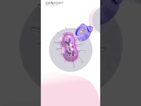 Datos curiosos sobre las bacterias