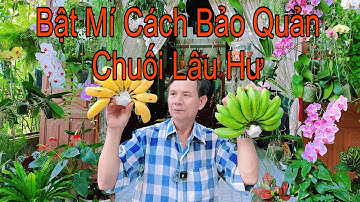 Bí Quyết Cách Bảo Quản Chuối Để Dùng Lâu Cả Tháng Không Bị Hư Hỏng 