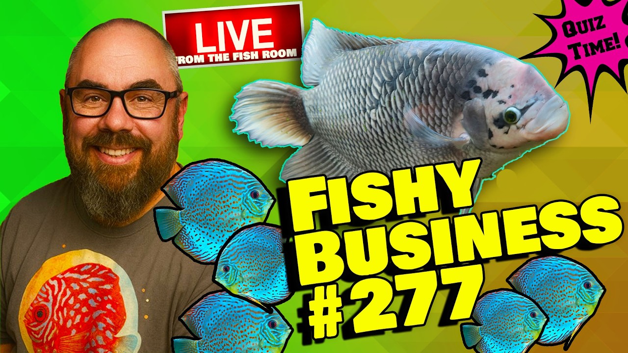 Friday Night Live! -  Fishy Business #277