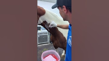 Why IV Catheter Placement Must Be Sterile in Horses