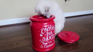 Ragdoll Kitty Who Stole The Cookie From The Cookie Jar?