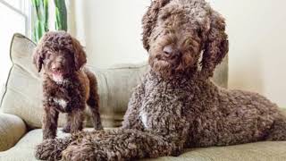 5 Shocking Things About Shepadoodle Dog Breed Latest Updated Video