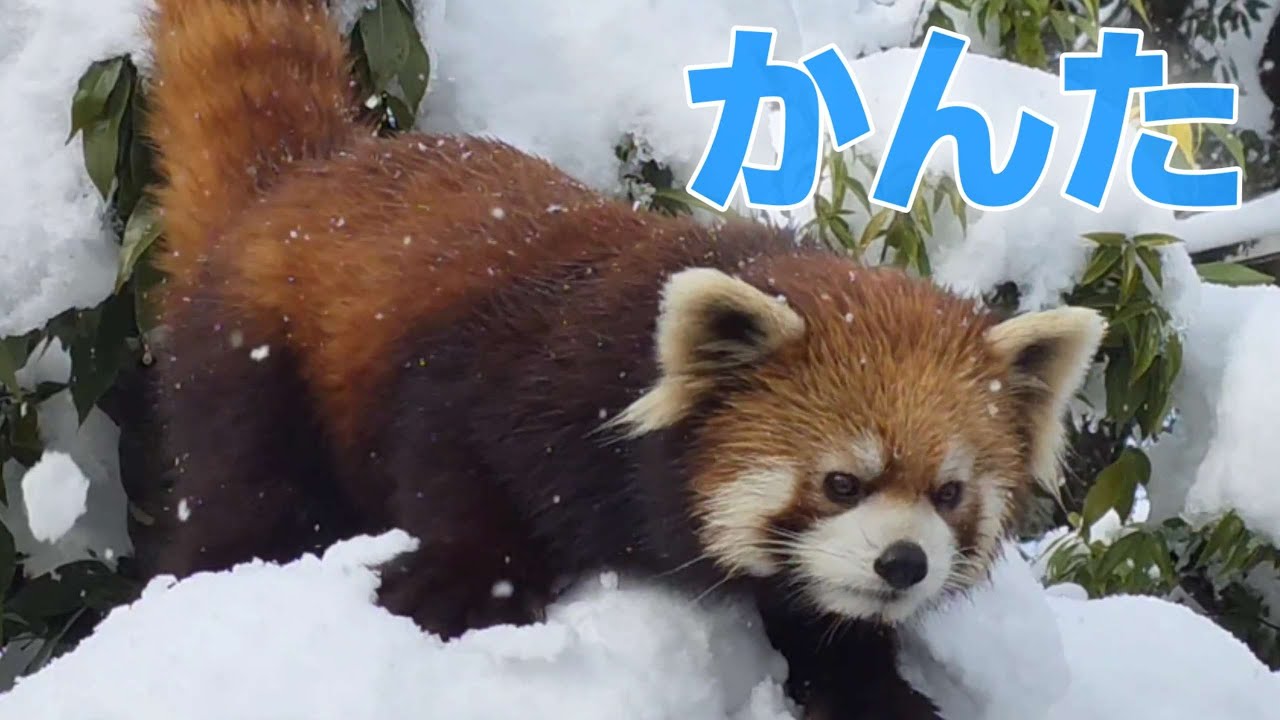 帰るよー！飼育員さんが呼べば すぐに帰るレッサーパンダの かんた、他
