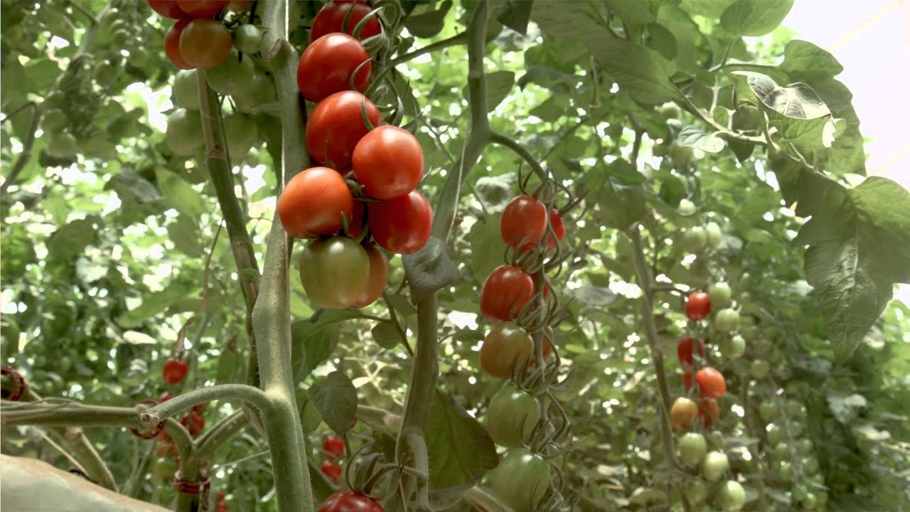Desert Joy, We love Tunisia