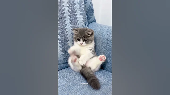 Watch the video about You'll love these cats 💕😻 #cat #kitten #shorts #funny #cute