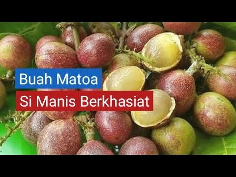 Khasiat Buah Matoa 