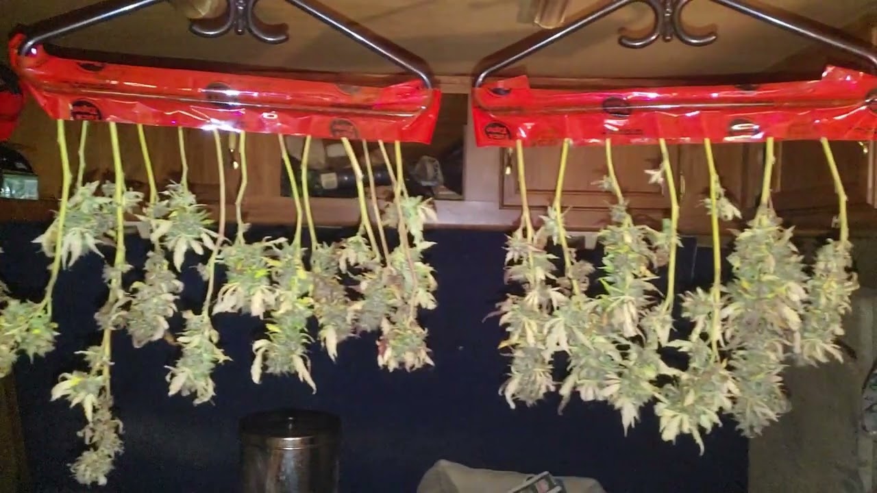 Kosher Kush harvest