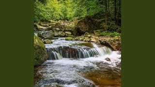 Woodland Stream (Loopable, no fade)