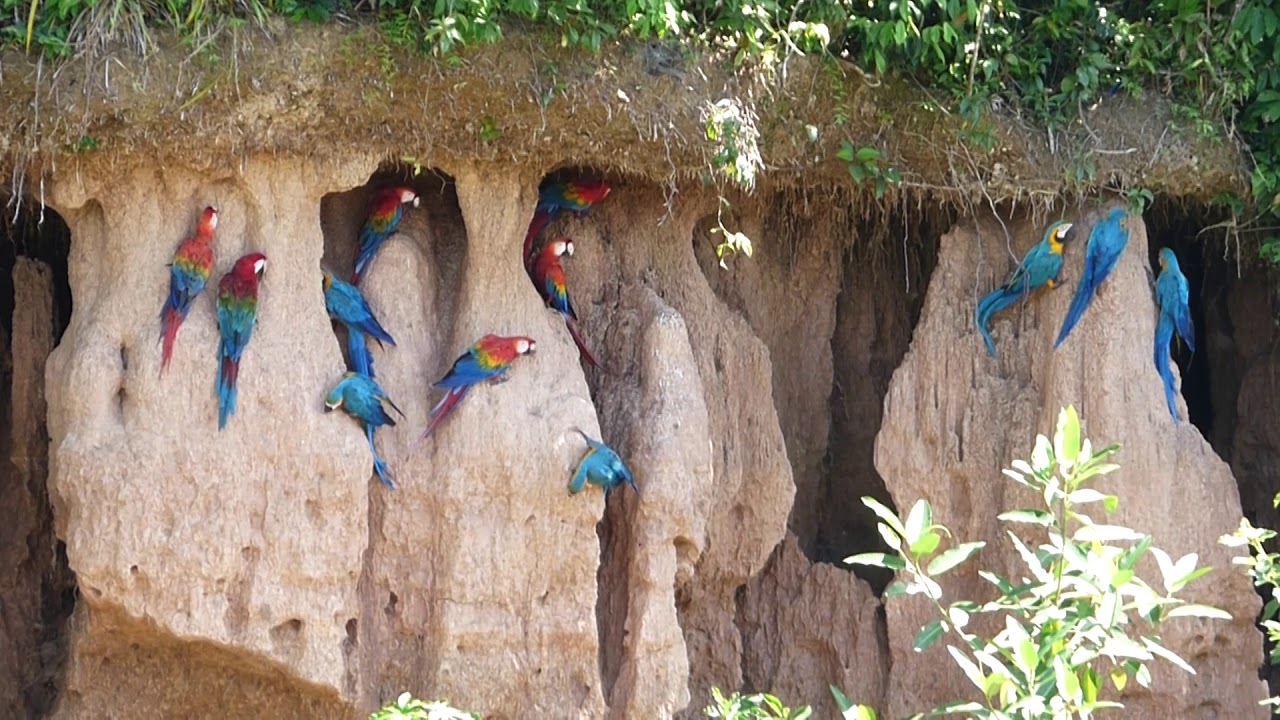 CHUNCHO MACAW CLAY LICK-PERU-TAMBOPATA RIVER