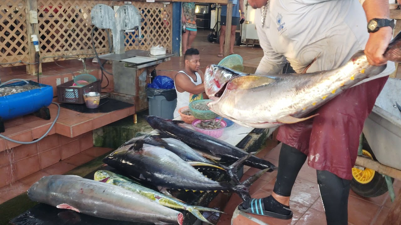 ARUBA: Epic catch and afternoon at zeerovers.