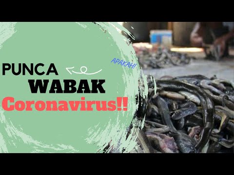 punca-wabak-coronavirus-di-china,-kelawarkah-atau-ular?-source-of-coronavirus-from-bat-or-snake?