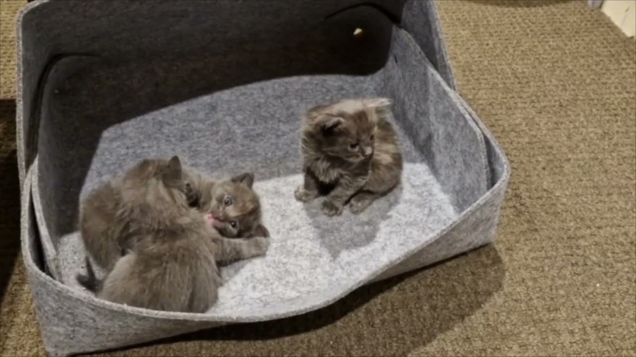 Bird Kittens Week Four