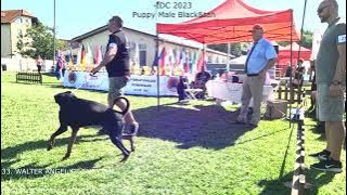 33. WALTER ANGEL OF SHAYTAN