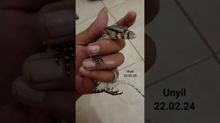 the boy adopted baby varanus salvator #shorts #short #varanus #biawak #breeding