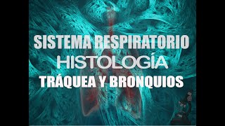 Histología de Sistema Respiratorio: Parte 2 | Histología