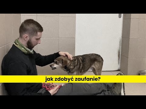 Wideo: Jak wybrać odpowiednie przysmaki dla psa