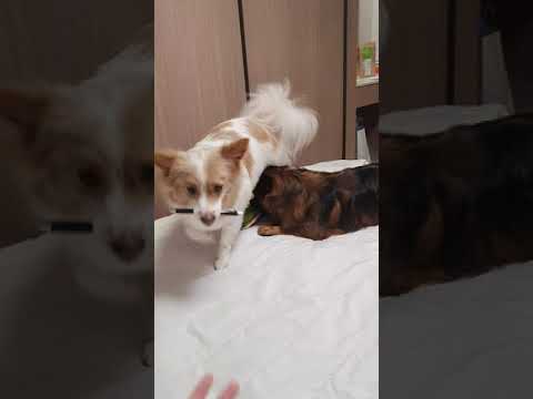 물물교환 #Shorts