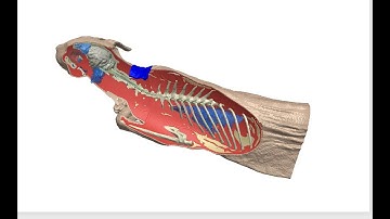 High-resolution models and validation of transcutaneous direct current stimulation of neurorehab.
