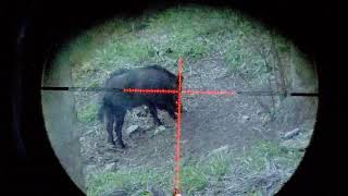 Hog Hunting with FX M3 screenshot 5