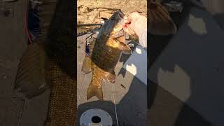 INSANE Smallmouth Bass Catch! #viralvideo #fishing #smallmouthbass  #bassfishing #outdoorlife