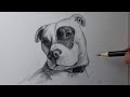 Como desenhar um pit bull