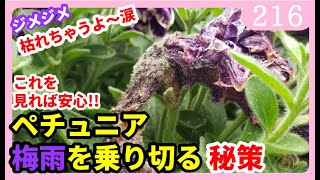 ペチュニアの梅雨時期の病気 害虫対策 ペチュニアの育て方 園芸 ガーデニング By園芸チャンネル 216 Youtube