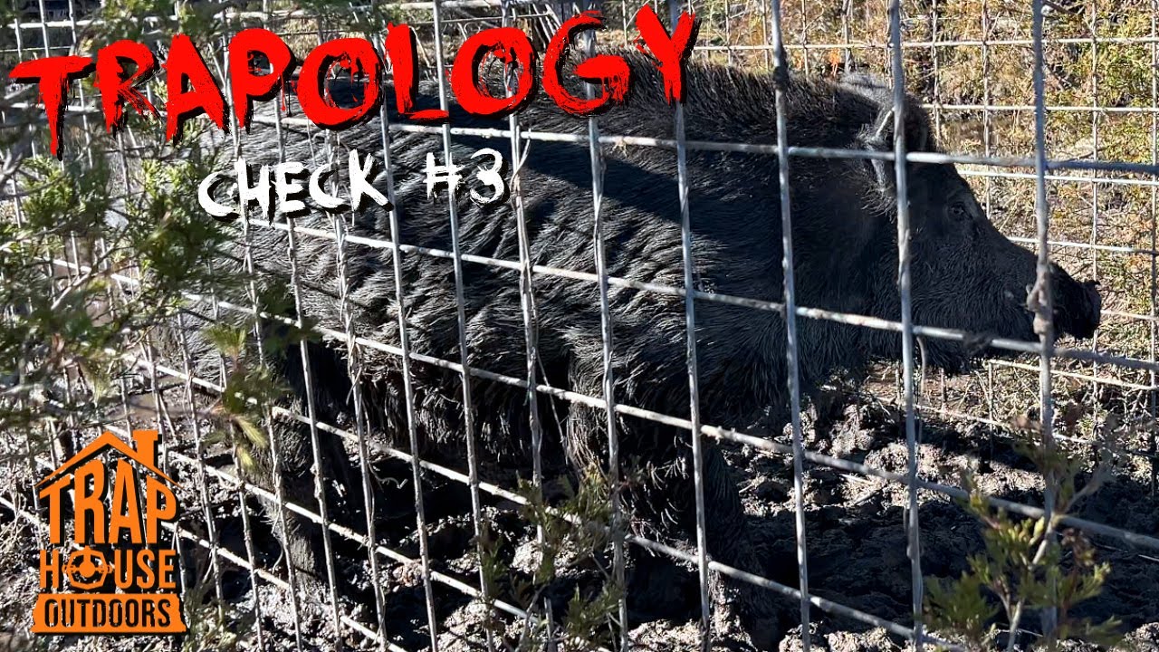 TRAPOLOGY: [CHECK #3] Trapped My 1st Wild Hog!!! (Huge BOAR in Voorhies ...