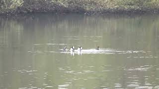 Hooded Merganser Males Displaying