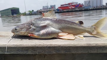 Câu cá , cá Úc mùa nước lợ | Sông Nước Cần Giờ - Châu Huỳnh.