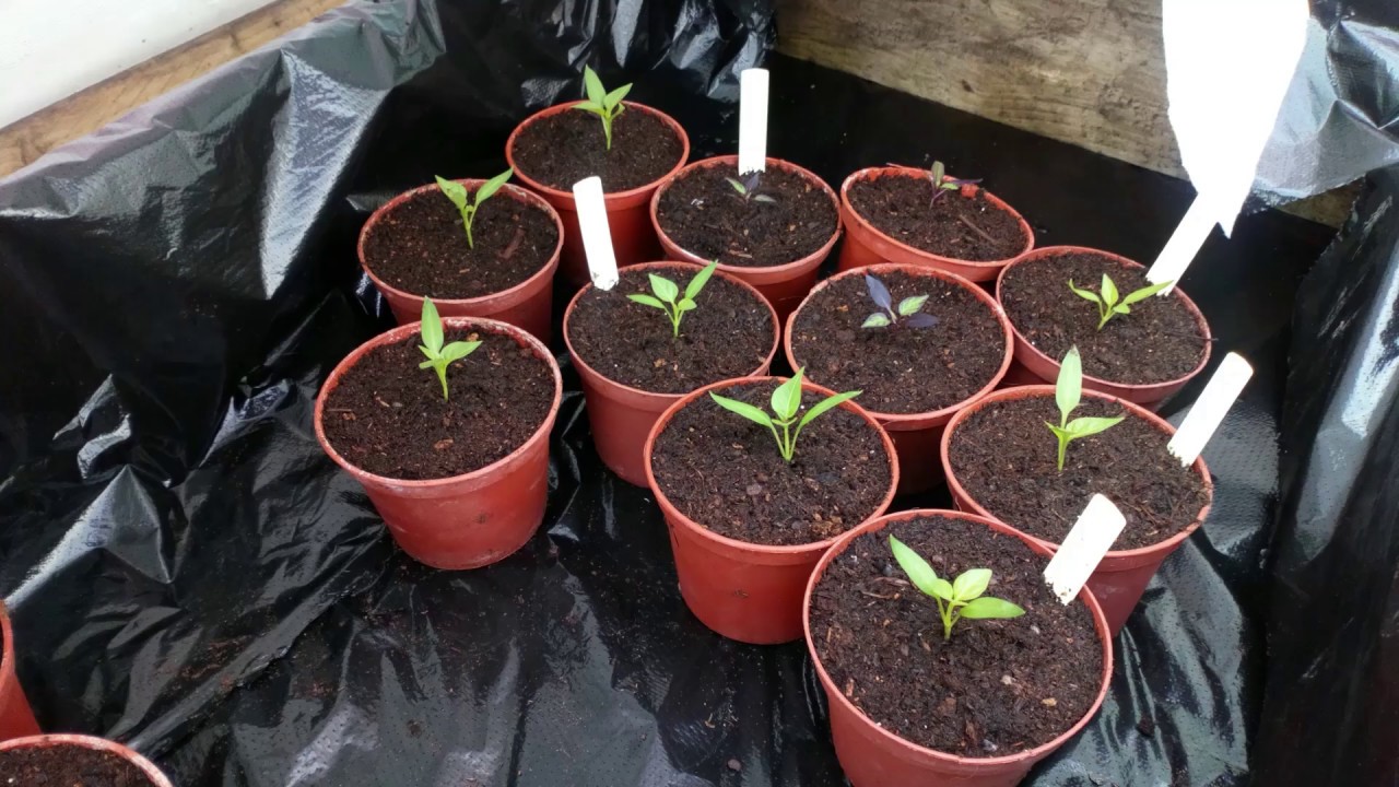 le 08/03/2020: Des nouvelles des tomates etc .......,on seme les poireaux d'hiver