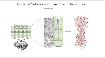 Higher Arity Causal Analysis of Neural Data using Integrated Information Theory (IIT 4.0)